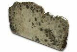 Free-Standing, Petoskey Stone (Fossil Coral) Section - Michigan #356995-2